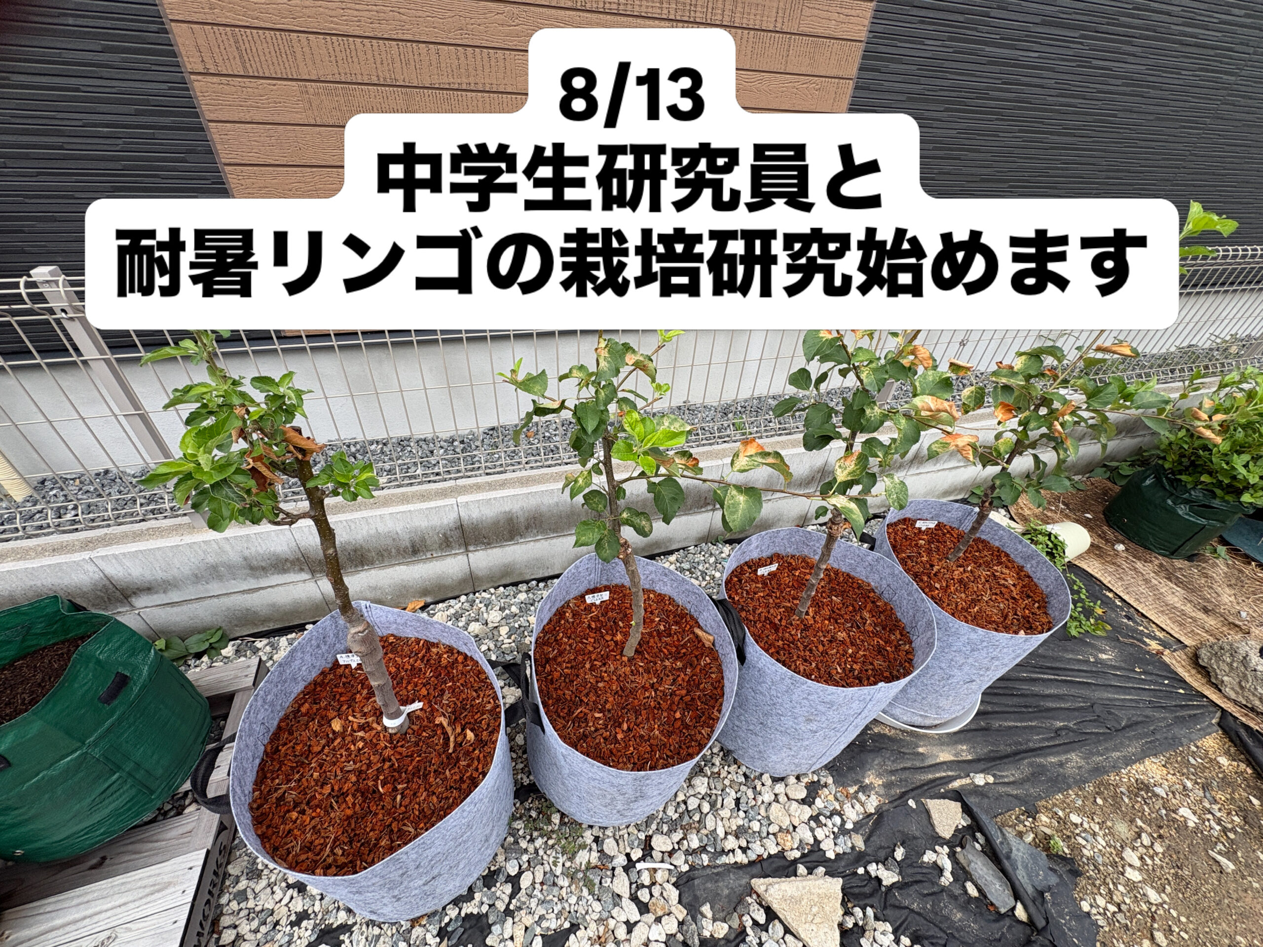 中学生研究生と耐暑リンゴ栽培に挑戦しています