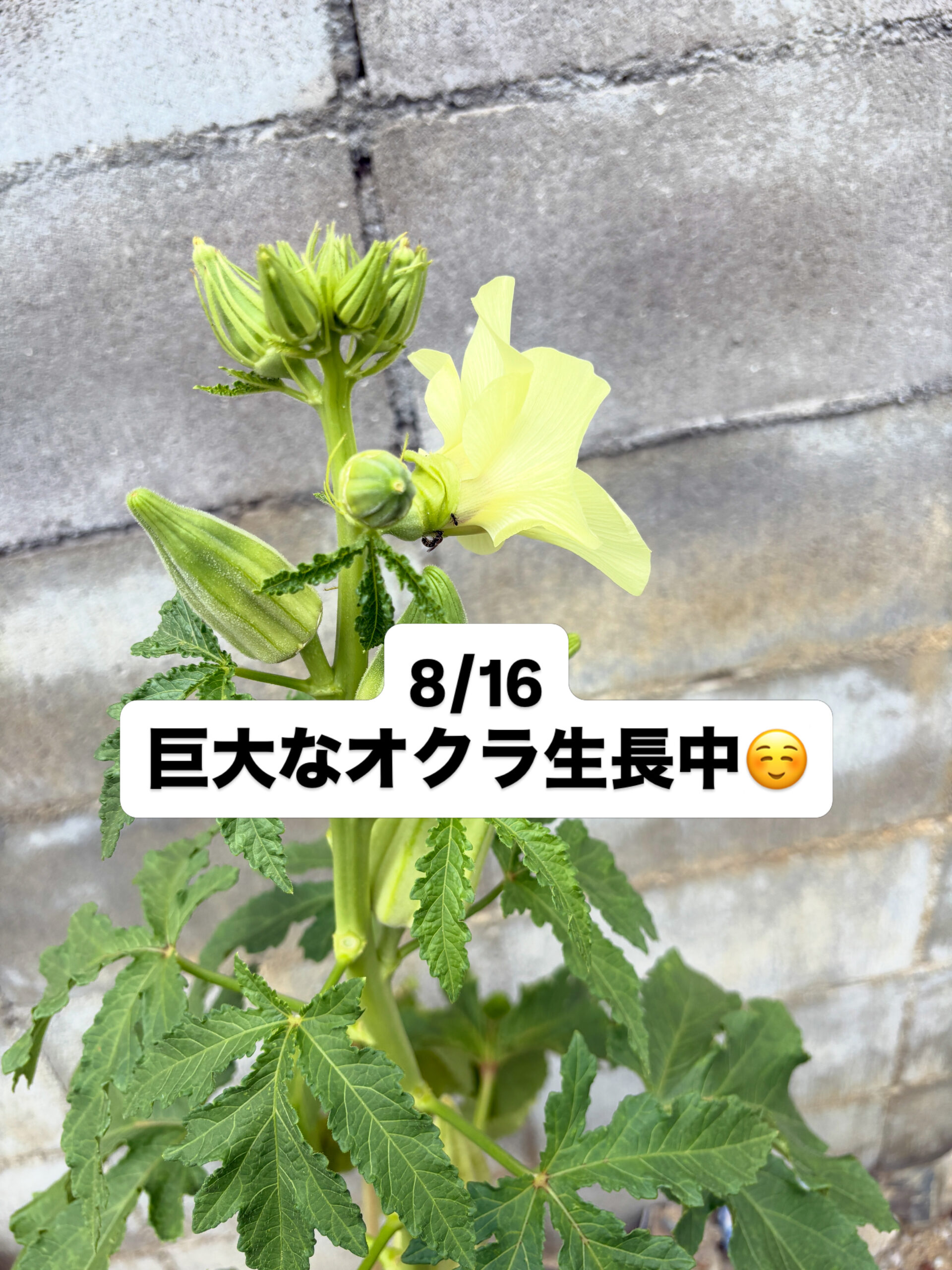 断面が星形のオクラ「ダビデの星」、採種用の株に蕾がつきました