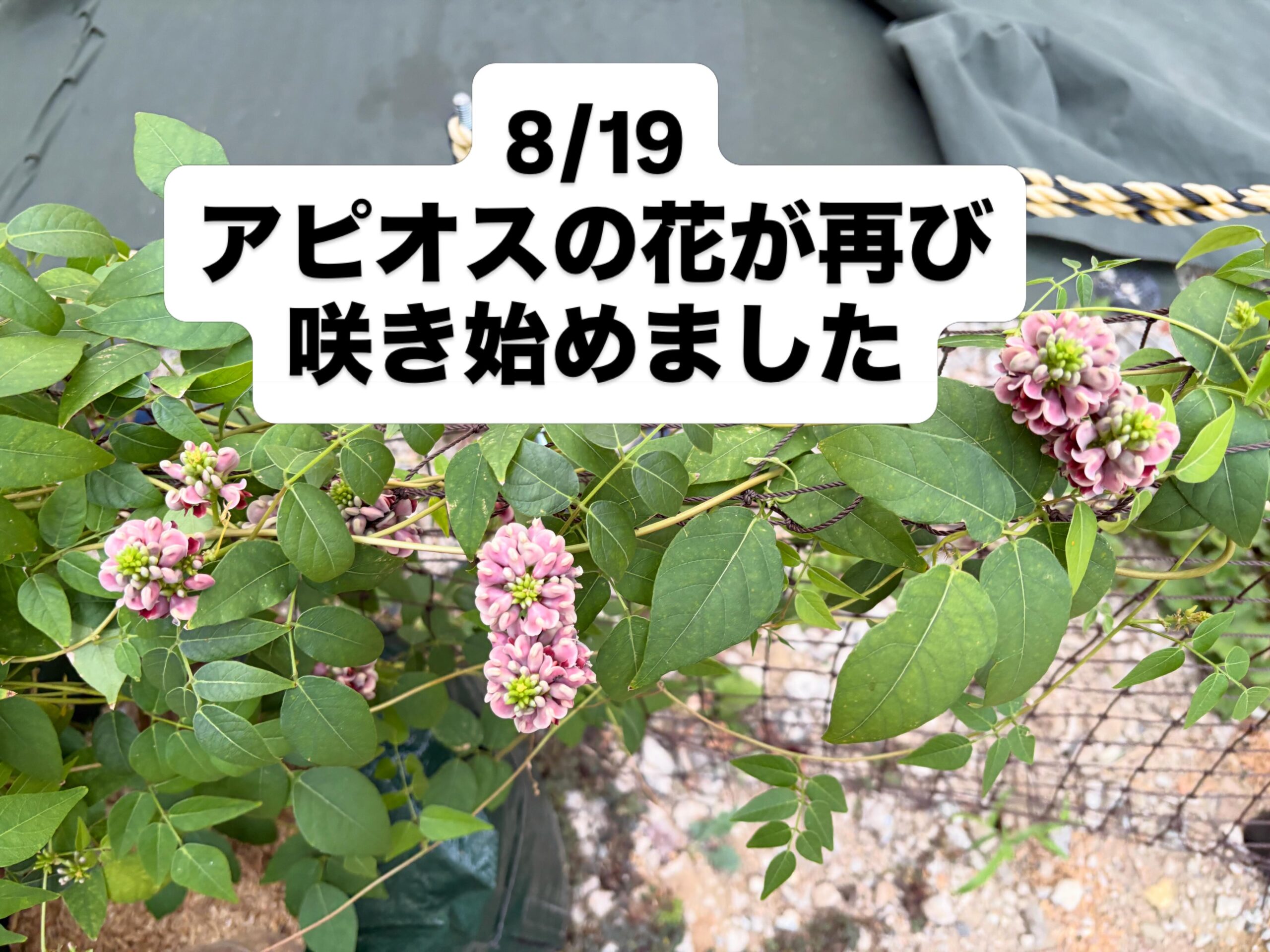 酷暑を越えて、アピオスの花が再び咲きました