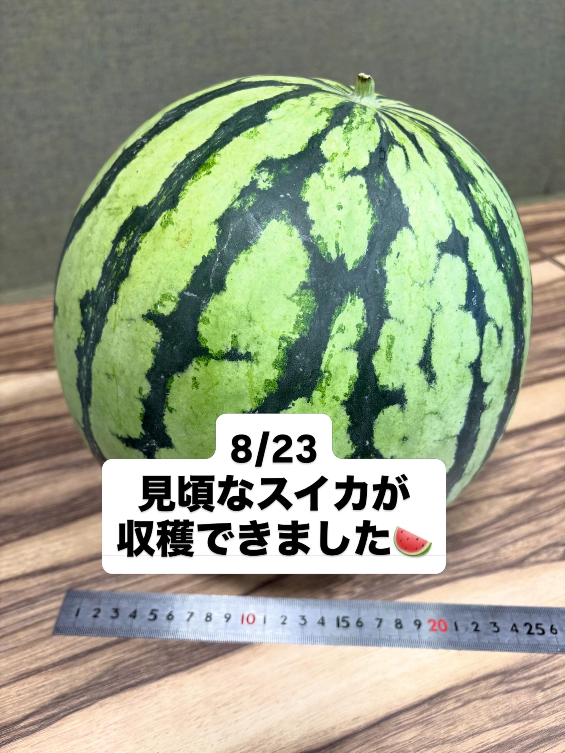 夏を越えたスイカ、25cm超に育ちました