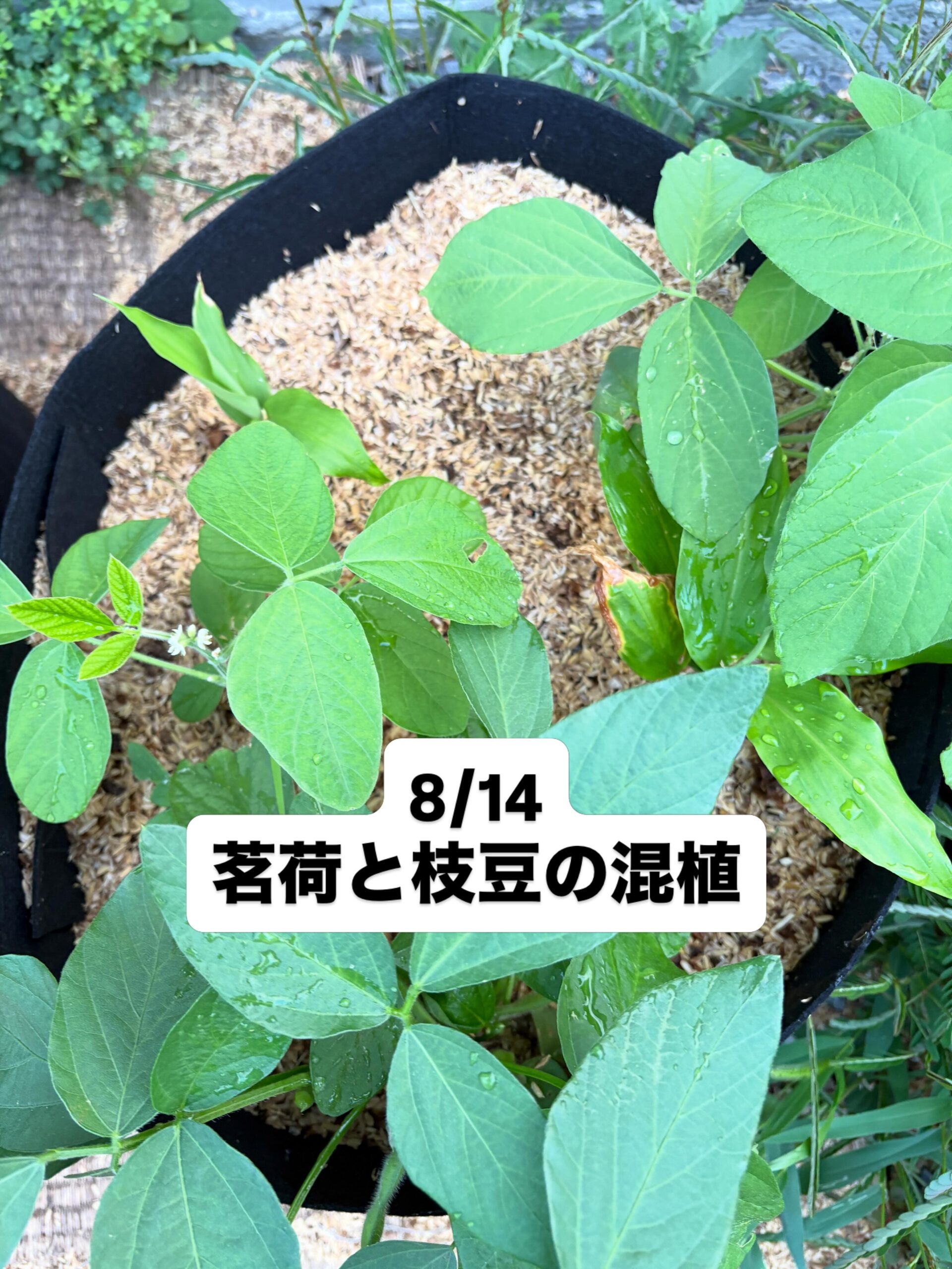 茗荷と枝豆の混植で酷暑を乗り切る