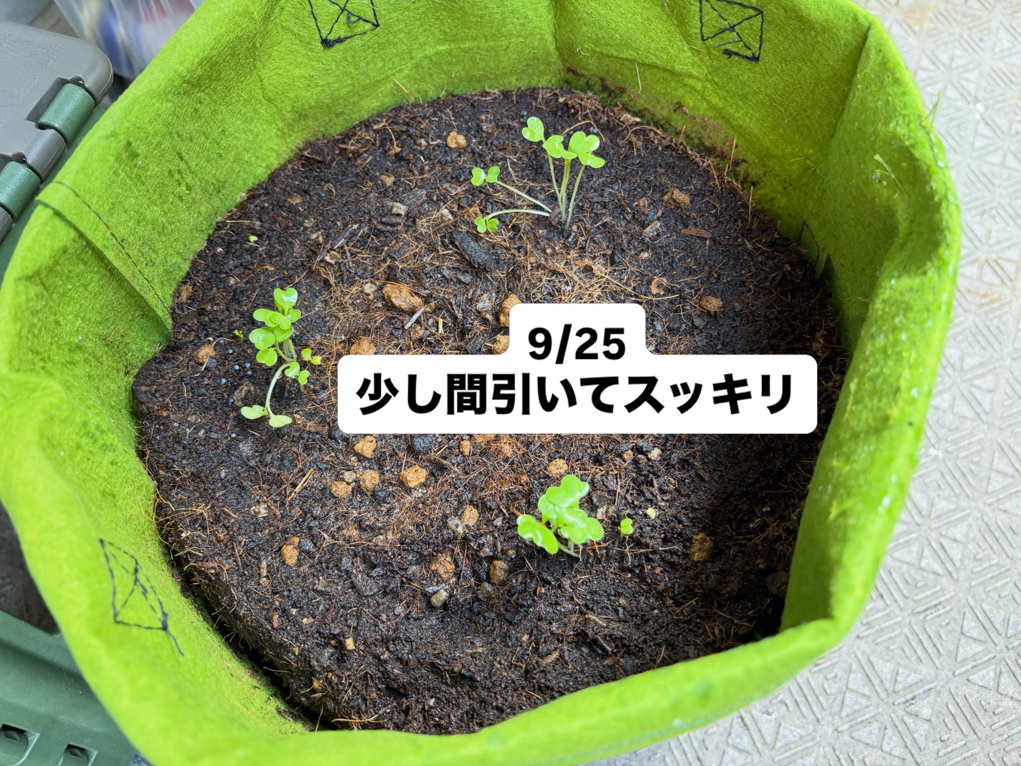 小松菜が順調に生育、明日は間引き作業へ