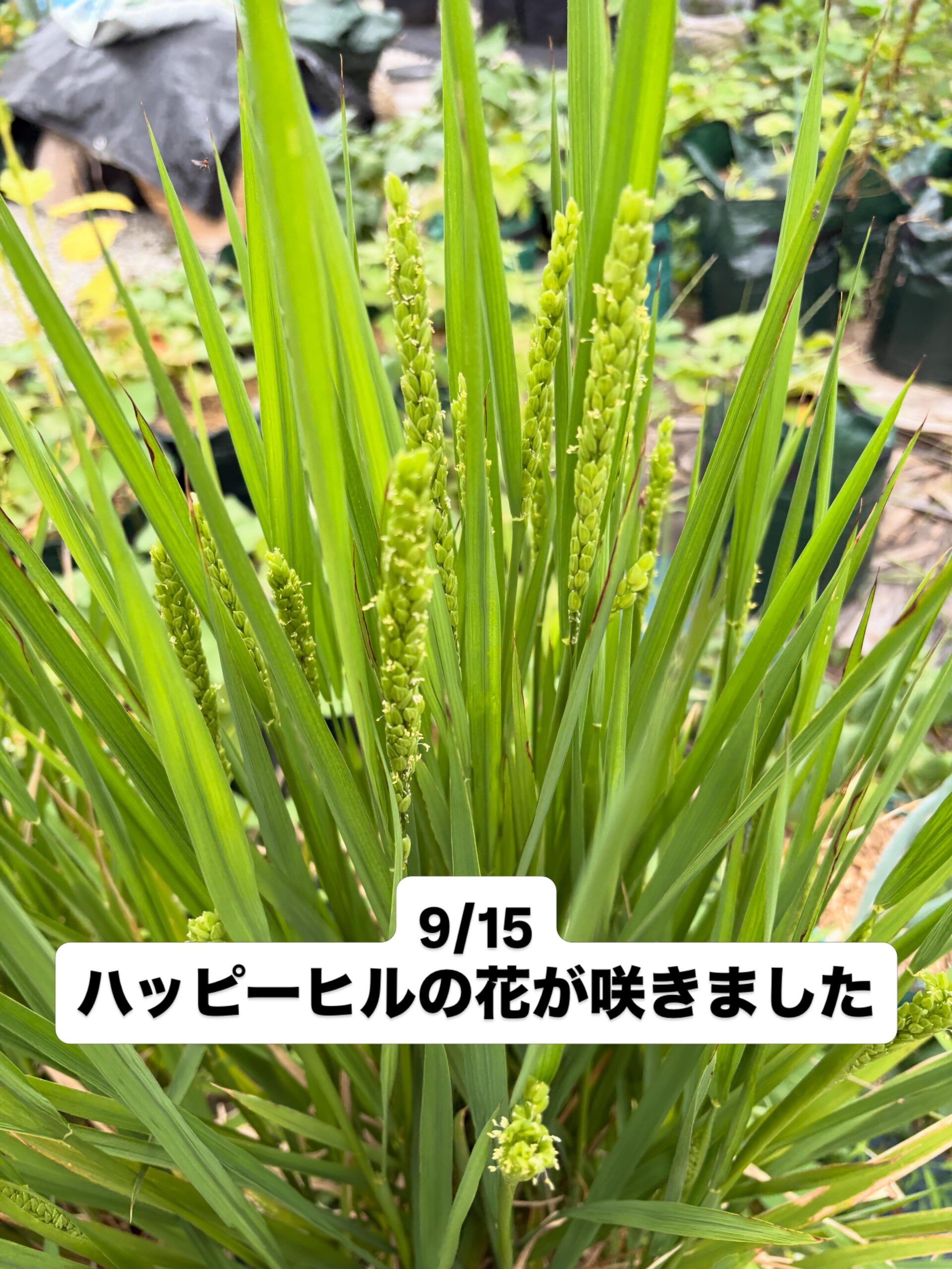 袋栽培の稲に穂が出て花が咲きました