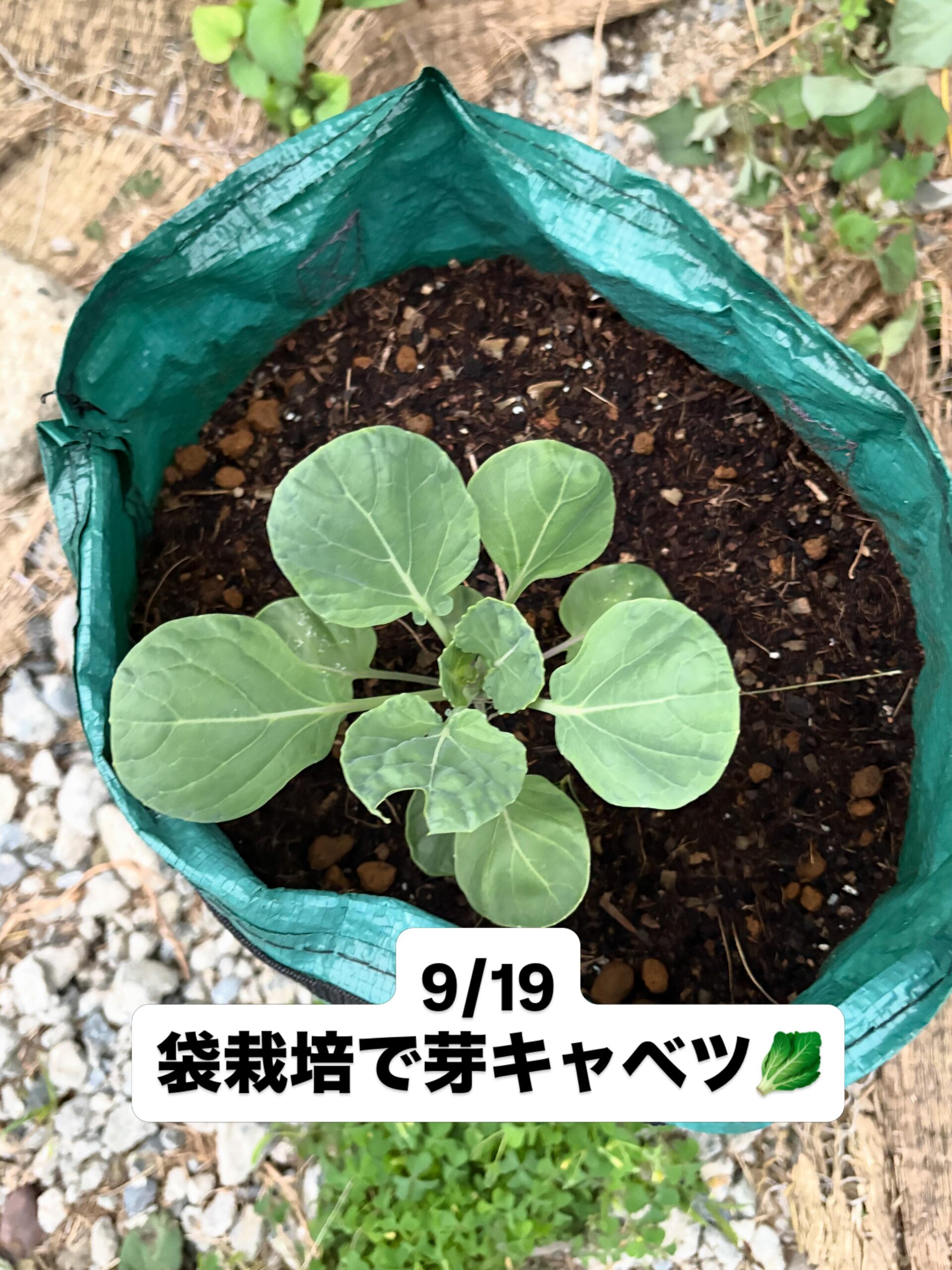芽キャベツの芽が育ってきました