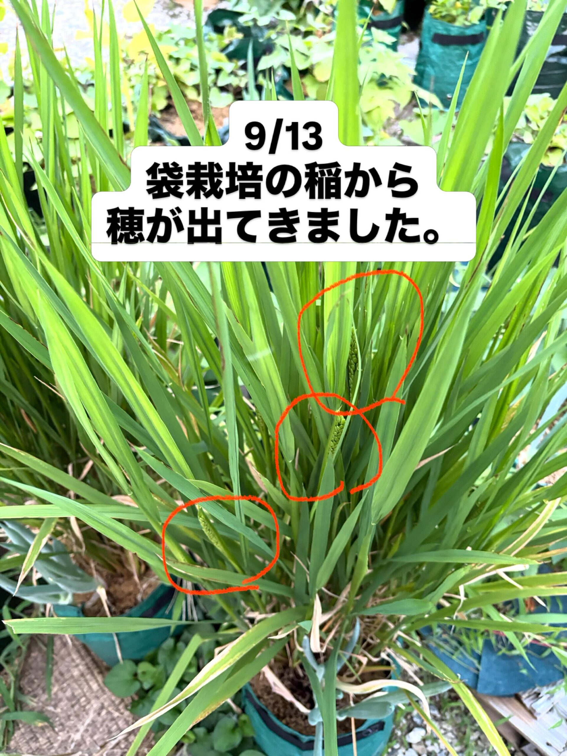 陸稲ハッピーヒル、袋栽培で穂が出ました