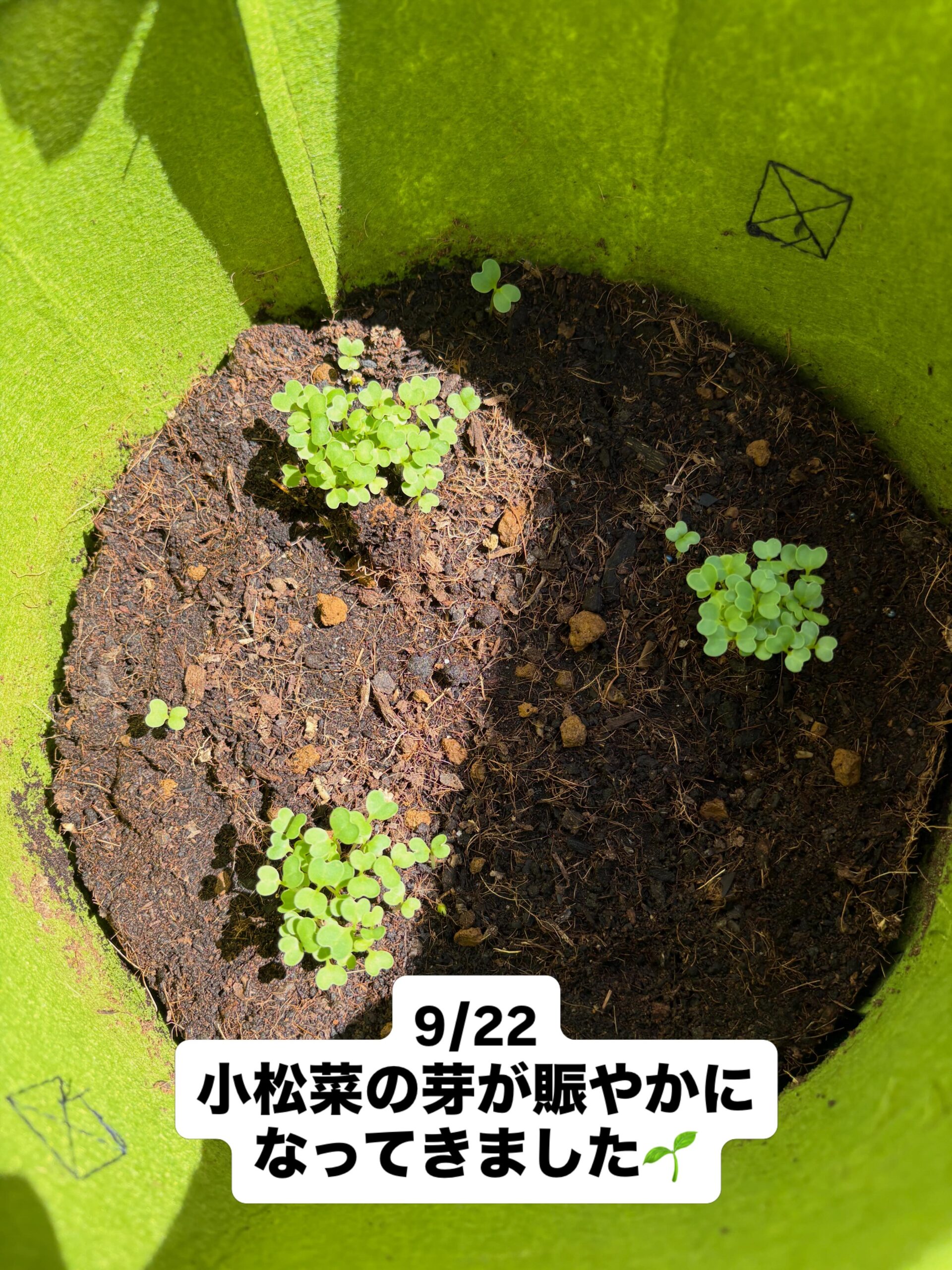 小松菜の種まきから5日、芽が出ました