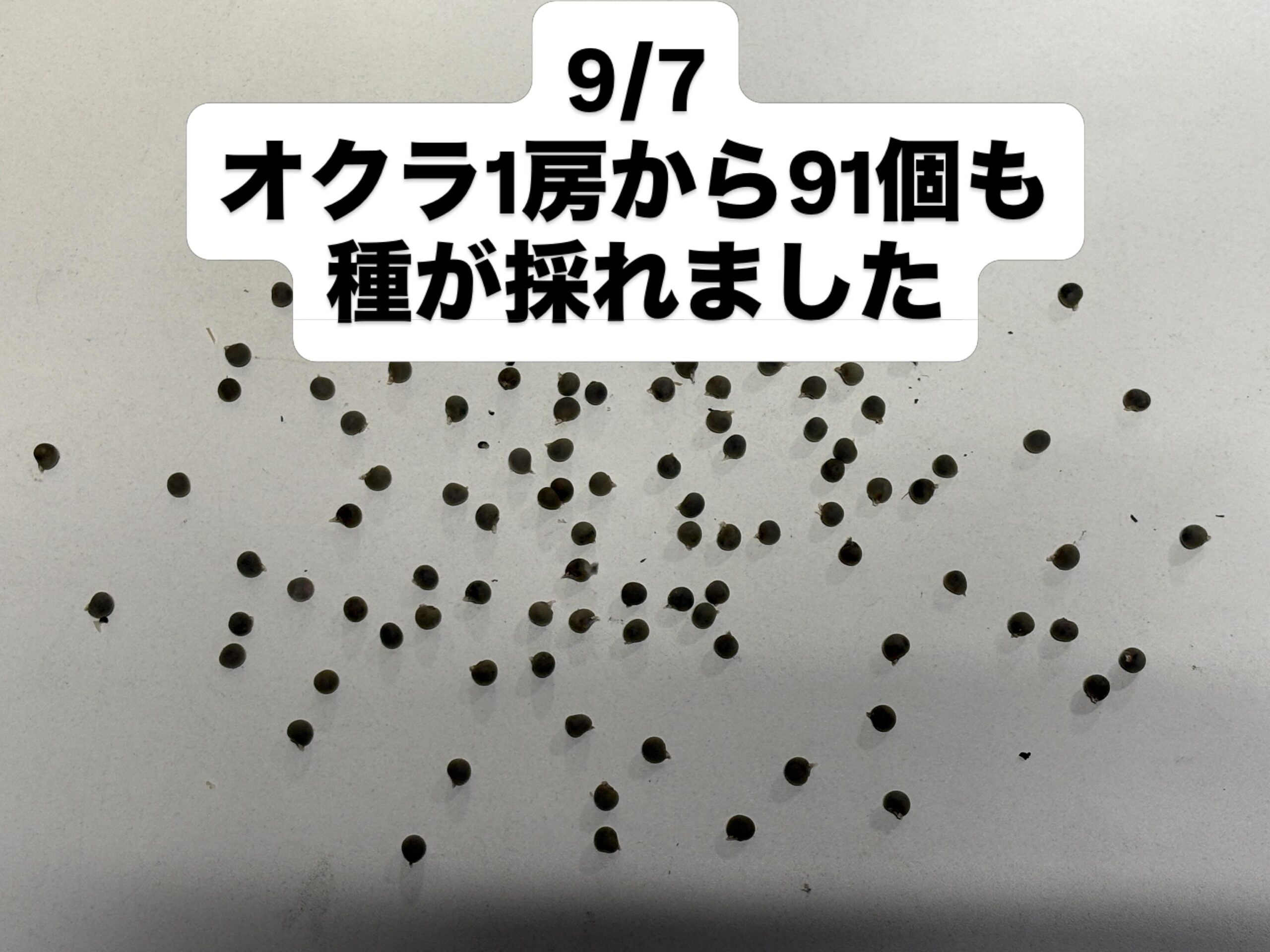 オクラ「ダビデの星」から91個の種を採取
