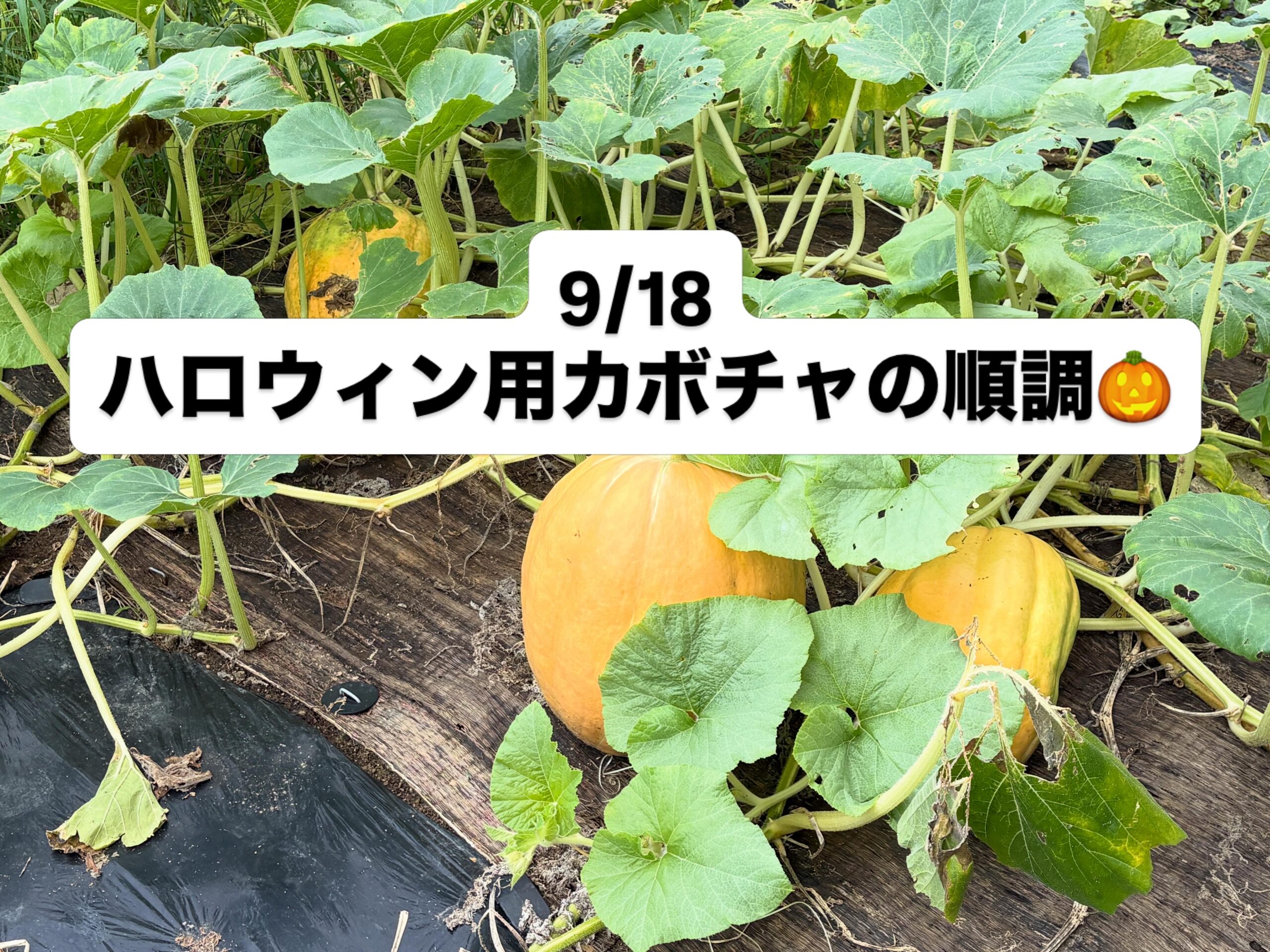 ハロウィンかぼちゃ、生育の記録