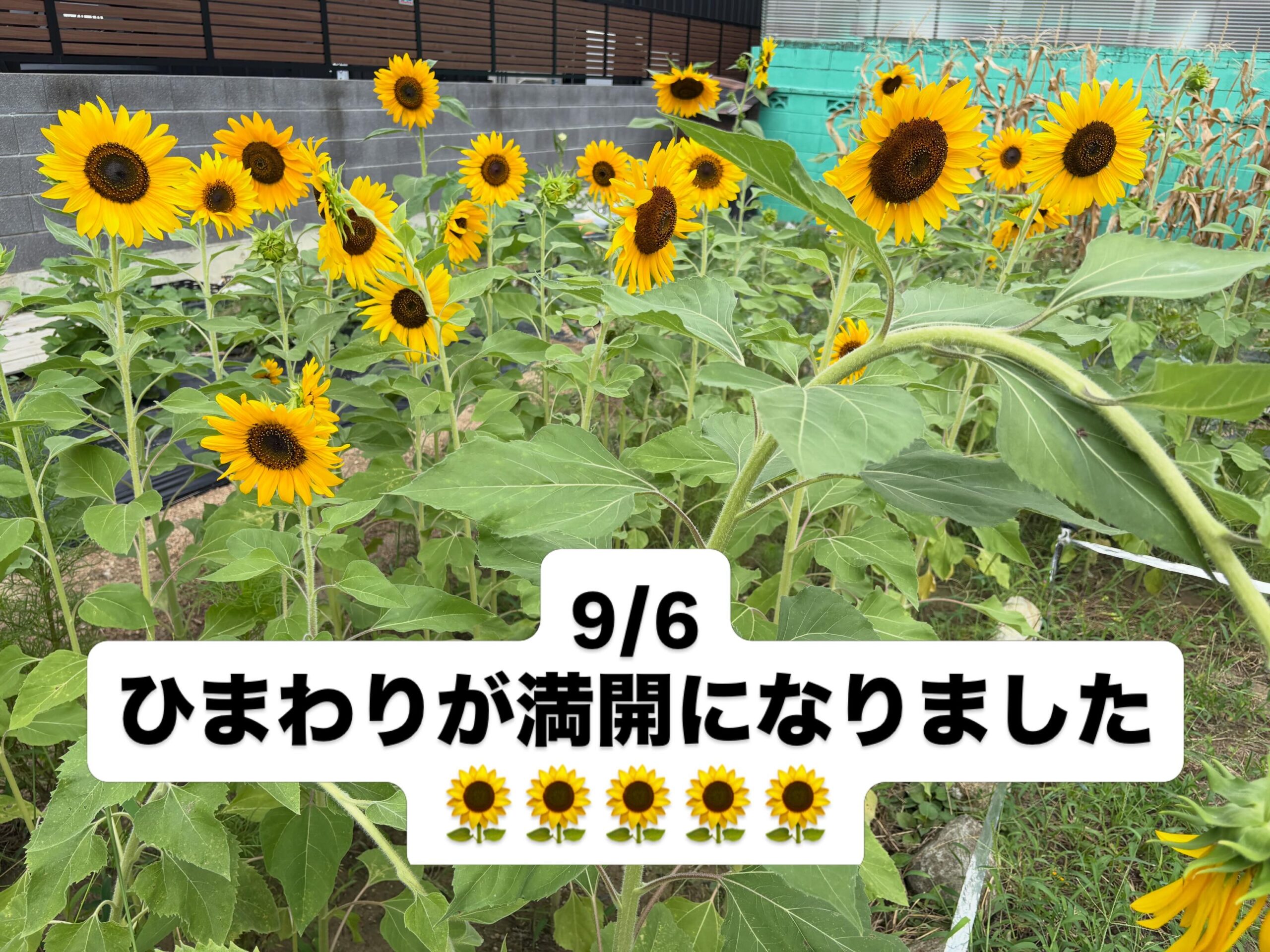 遅蒔きのひまわりが満開になりました