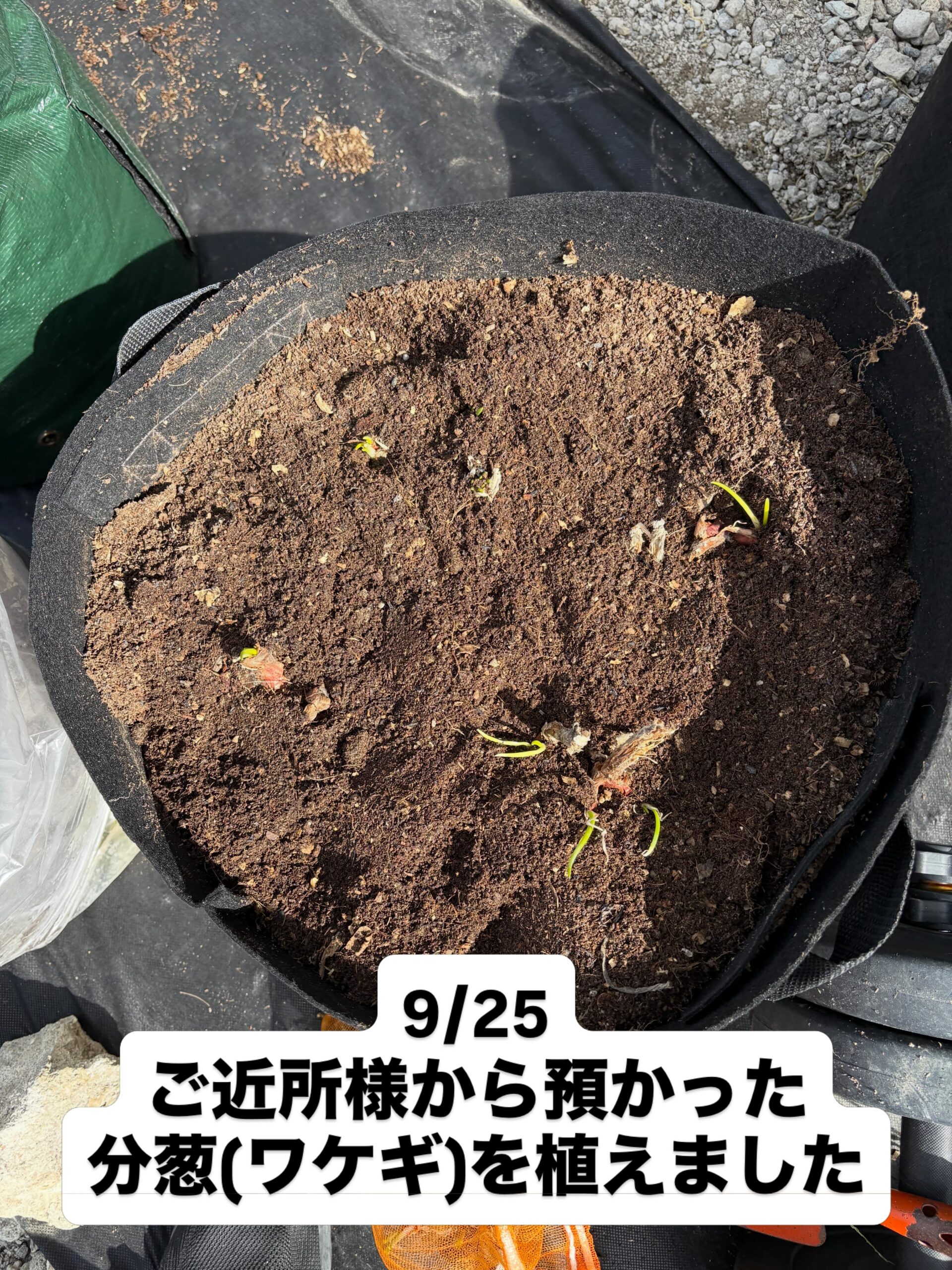 地域から受け継いだ分葱、栽培バッグへ