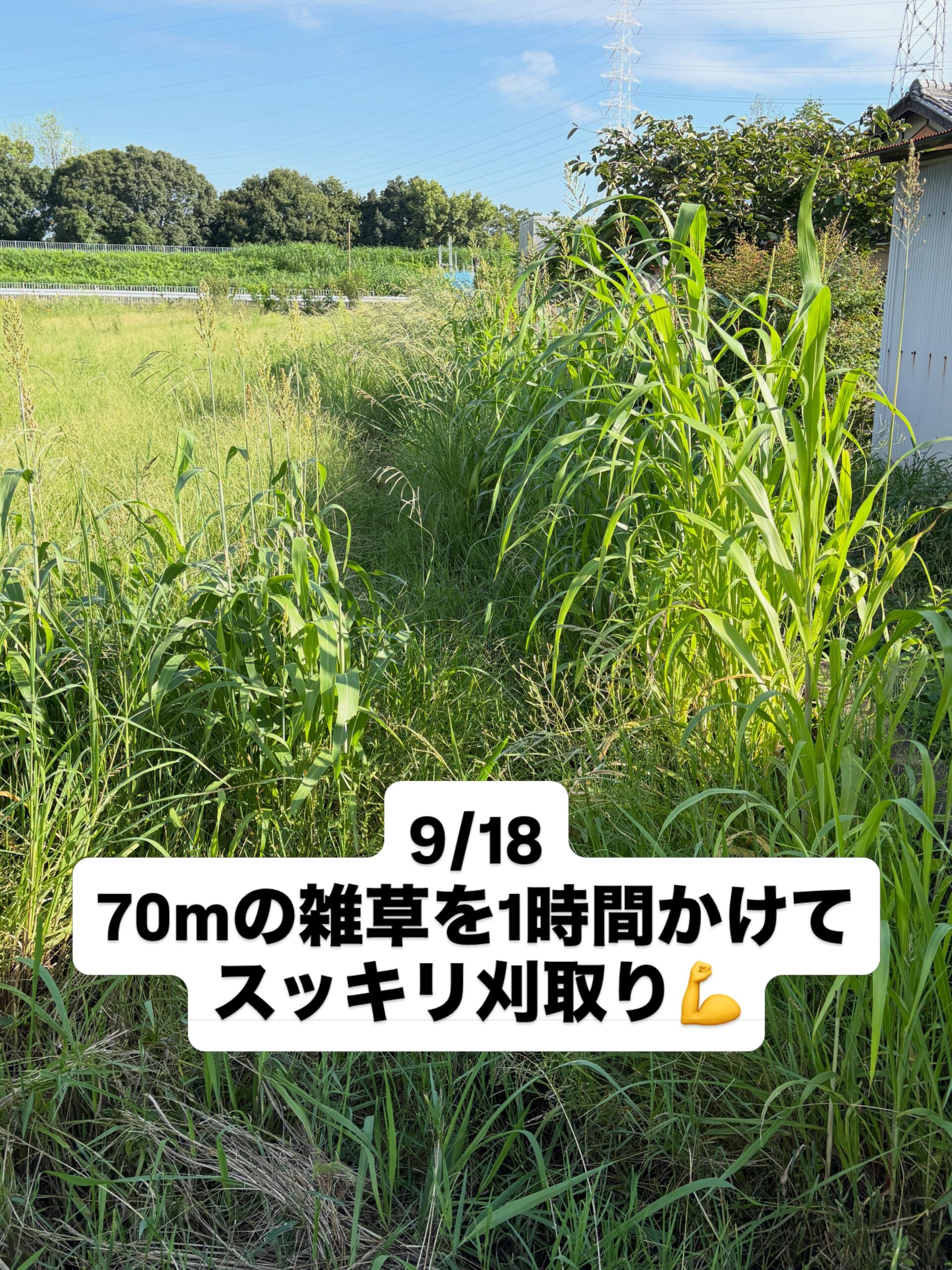 2mに伸びたソルゴーを刈り取りました