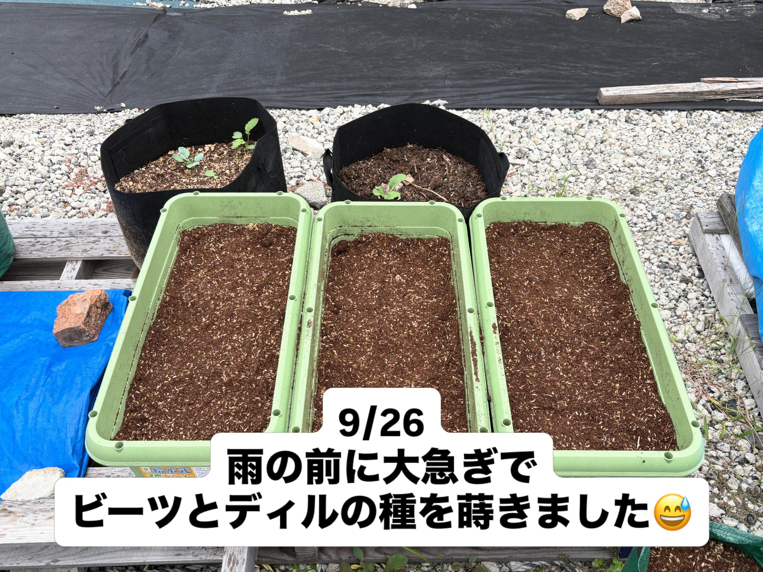 雨の前にビーツとディルを種まきしました