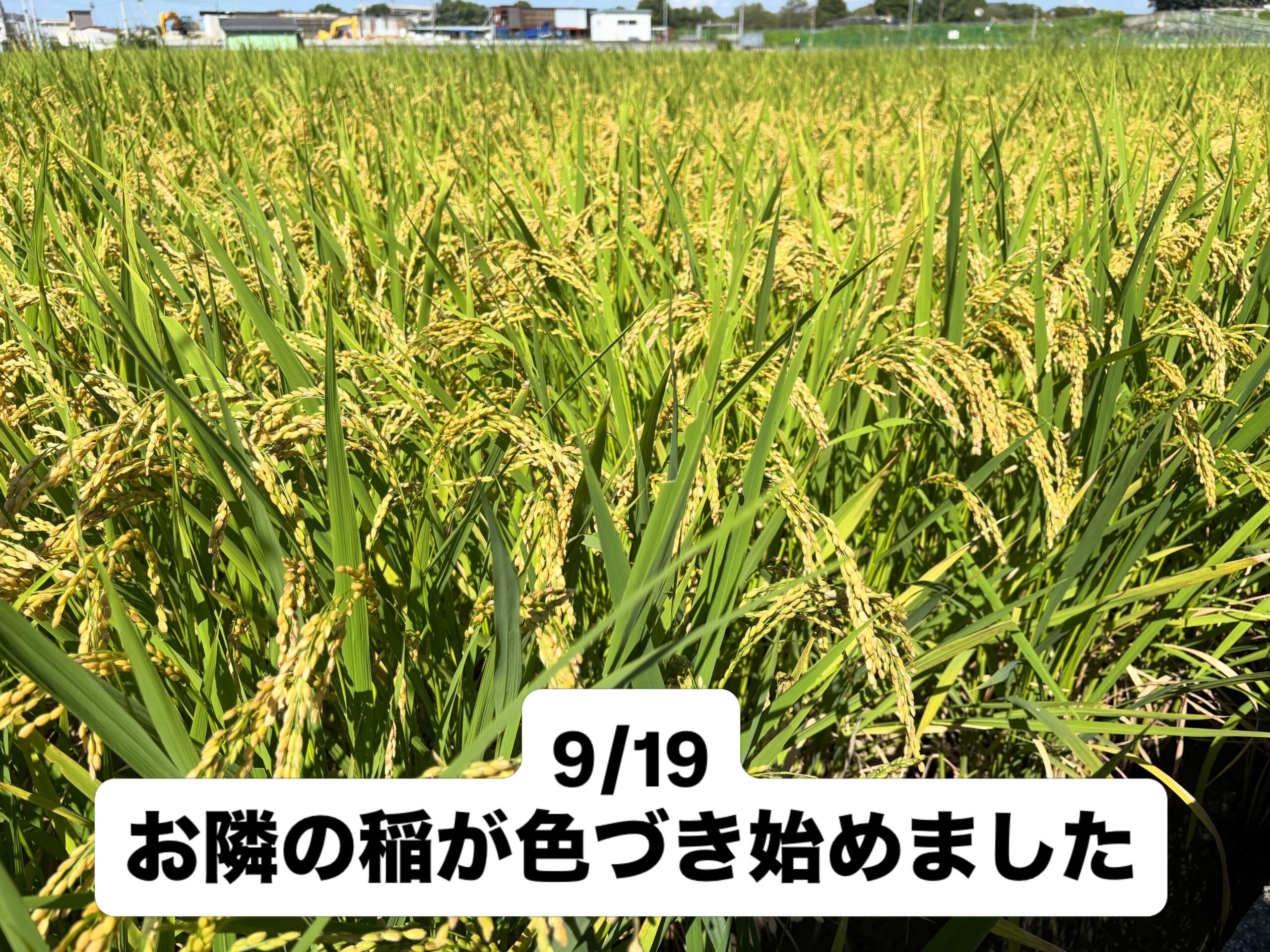田圃に囲まれた農園、稲穂色づく