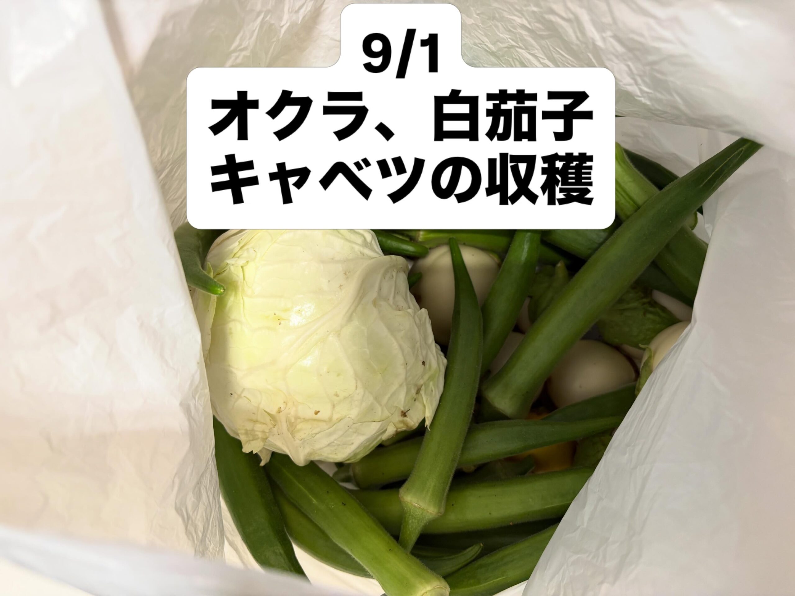 夏野菜の収穫と秋野菜への準備