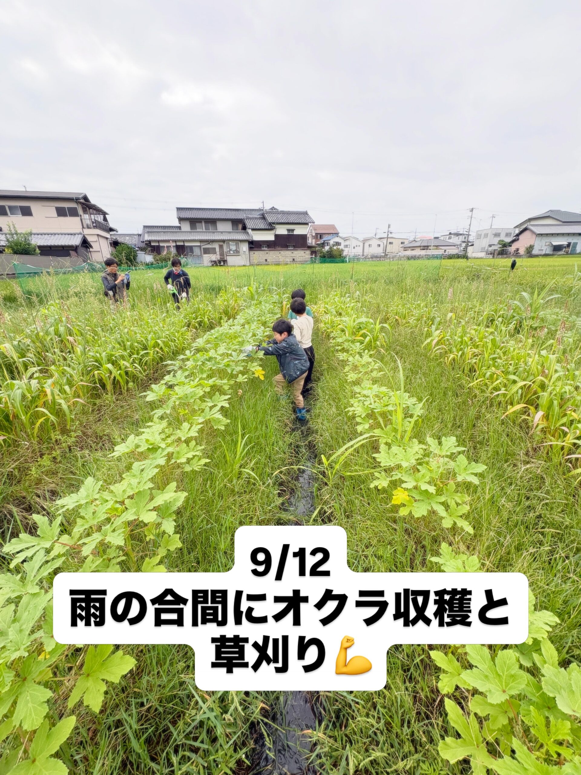 子どもたちと大きなオクラを収穫しました