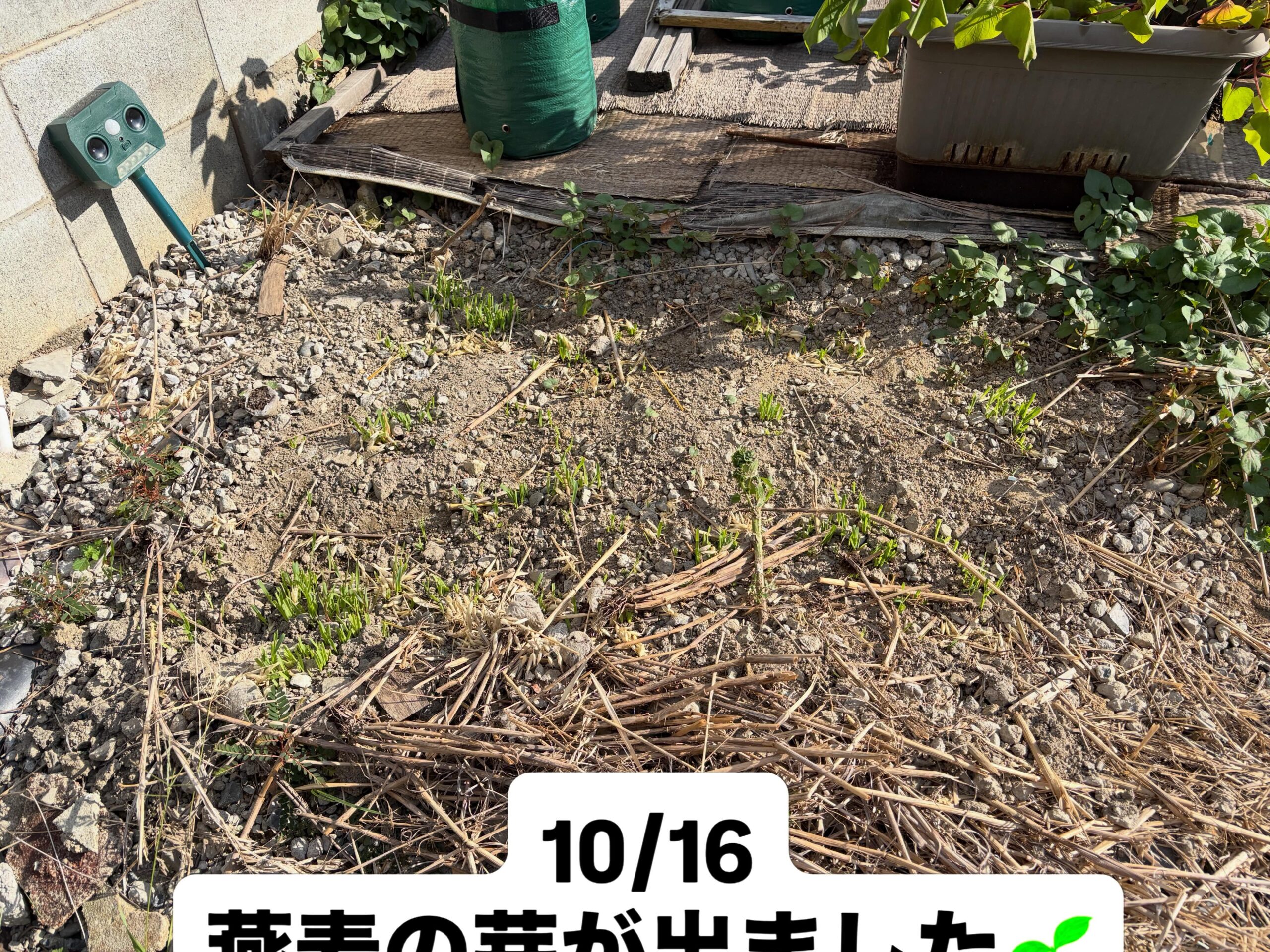 燕麦でドクダミ対策、2年目の継続試験へ